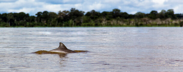 Delfin Rosado © Cristianmgtv