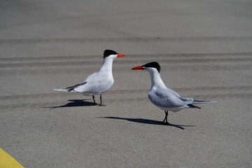 Two Hydroprogne Caspia Caspian Tern birds hanging out on a parking lot basking in the sun.