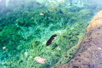Small fish swimming in Mexican cenote