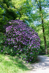 Rhododendron Büsche mit pink lila Blüten an den Geroldsauer Wasserfällen Baden-Baden