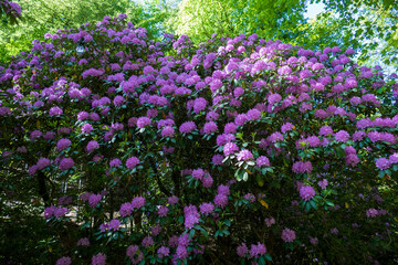 Rhododendron Büsche mit pink lila Blüten an den Geroldsauer Wasserfällen Baden-Baden