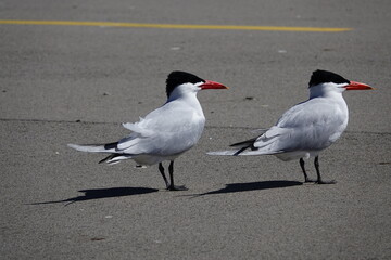 Two Hydroprogne Caspia Caspian Tern birds hanging out on a parking lot basking in the sun.