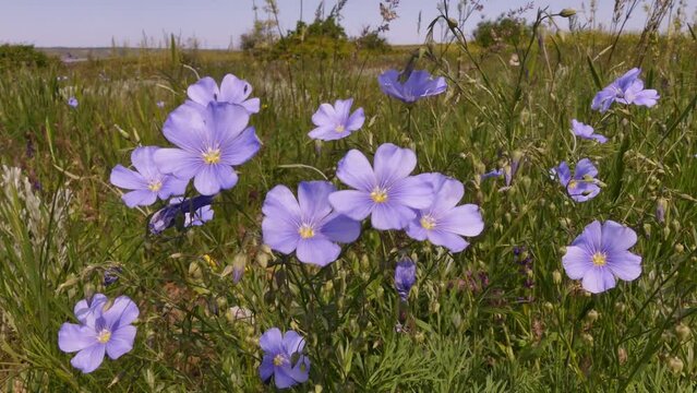 Blooming wild flax (Linum) in the south of Ukraine.