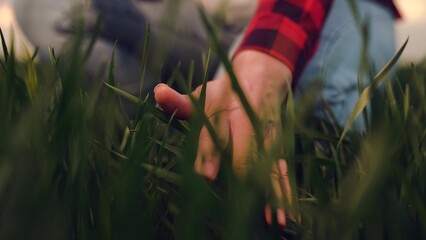 farmer hand finger touches stems green wheat leaves field sunset, agriculture farm business, hand...