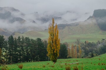 Poplar tree on a farm in the autumn time. There are misty mountains in the background. Kakatahi,...