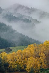 Yellow trees on a farm in the autumn time. There are misty mountains in the background. Kakatahi, Whanganui, Manawatū-Whanganui, New Zealand.