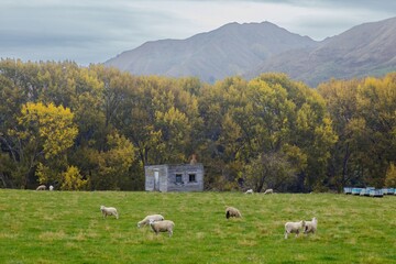Abandoned farm house and autumn trees. In the foregroun there are sheep grazing. Kakatahi,...