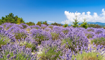Fototapeta premium A blooming lavender flower field in sunny summer day