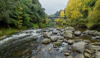 Small rapids in the the Mangawhero River in the countryside. The trees are autumn yellow. A bridge...