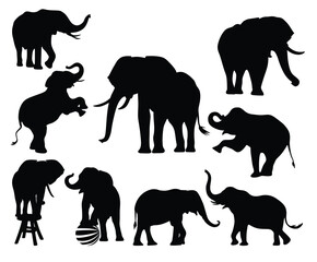 Fototapeta premium elephant