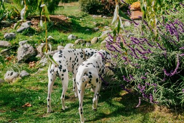 Obraz premium Dalmation dogs drinking water. Waikanae, Wellington, New Zealand.