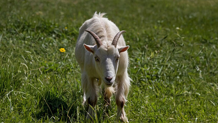 Obraz premium a goat grazing in a grassy pasture