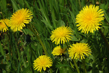 A dandelion stands tall in a sun-kissed meadow, its delicate seeds ready to dance with the breeze, a symbol of resilience and beauty