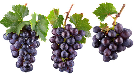 Three grapes on a transparent background. A collection of grapes on a transparent background.