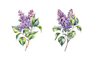 Set of watercolor Lilac flower branches