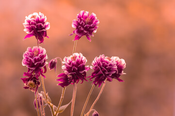 Columbine, orliki ogrodowe. Wiosenne piękne fioletowe kwiaty - obrazy, fototapety, plakaty
