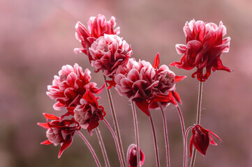 Columbine, orliki ogrodowe. Wiosenne piękne czerwone kwiaty - obrazy, fototapety, plakaty