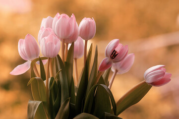Fototapeta premium Wiosna, różowe tulipany, bukiet kwiatów. Tapeta kwiaty