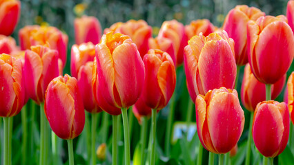 Selective focus of red orange flowers in garden, Tulips are plants of the genus Tulipa, Spring-blooming perennial herbaceous bulbiferous geophytes, Natural background, Tulip festival in Netherlands.