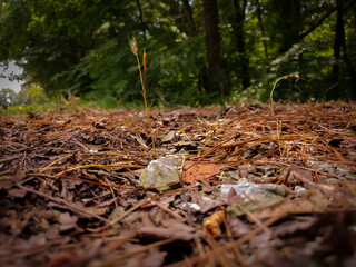 forest ground