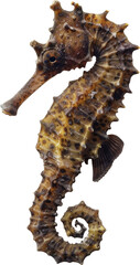 Detailed image of a seahorse on transparent background