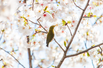 桜の花と野生のメジロ
