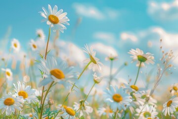 A beautiful, sun-drenched spring summer meadow. Natural colorful panoramic landscape with many wild flowers of daisies against blue sky. A frame with soft selective focus - generative ai