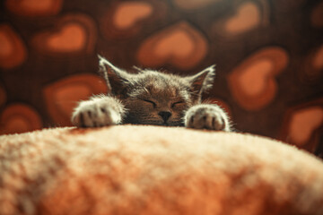 Sleeping kitten. Small grey cat sleeps with its head on pillow.