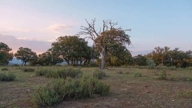 Dramatic timelapse of climate change and tree mortality, dry trees due to drought, time-lapse of a sunset with orange clouds moving softly in the blue sky, revealing landscape and inert nature, sunny 