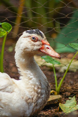 entok or mentok (Cairina moschata) in the backyard. The Muscovy or Barbary, is the domesticated form of the wild Muscovy duck
