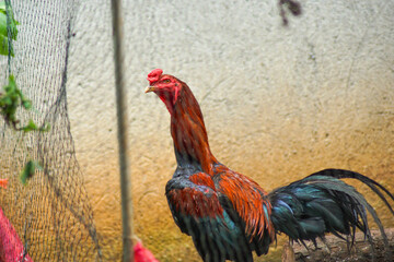 rooster in the yard