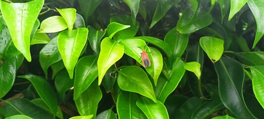 Linchen moth on banyan leaves