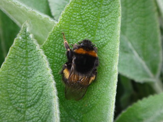 Buff-tailed bumble bee (Bombus terrestris) queen resting on a mullein leaf