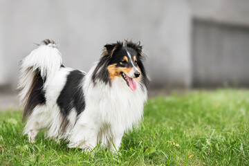 close up portrait of Shetland sheepdog (Sheltie dog) City Adventures with a Playful Canine Companion, copy spase for text