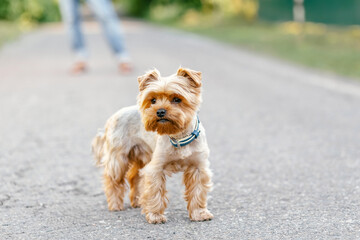 Yorkshire terrier. owner men walking with dog. Bottom down view on legs. Pet on a leash while walking on street pavement. Dog walking with owner outdoors. copy spasy