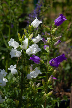 Campanula persicifolia 'Grandiflora Alba' – Pfirsichblättrige Glockenblume in weiß und lila Blüte	