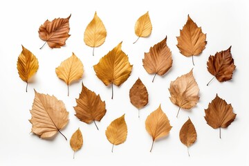 realistic Stock Photos of dried autumn leaves on white background Generative AI