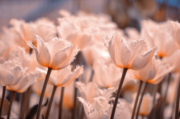 Białe tulipany strzępiaste kwiaty
