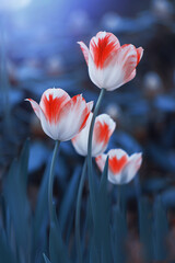 Obraz premium Biało czerwone tulipany, wiosenne kwiaty