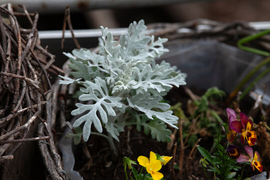 Silberblatt - Lunaria annua Pflanze im Garten	