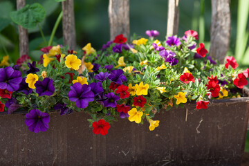 Blumenkasten mit mehr farbigen Zauberglöckchen und Petunien	