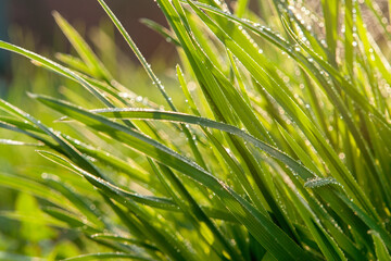 Lush grass glistens with morning dew, sparkling under sunlight, a refreshing sight of nature's purity and renewal