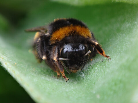 Close-up of a buff-tailed bumble bee (Bombus terrestris) queen resting on a mullein leaf