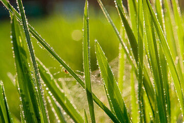 Lush grass glistens with morning dew, sparkling under sunlight, a refreshing sight of nature's...
