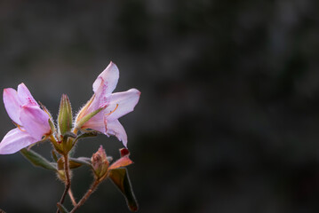 冬に咲くツツジ