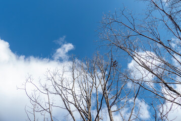 晴れた冬の青空に枯れ木が生き生きと