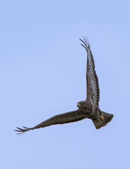Buzzard