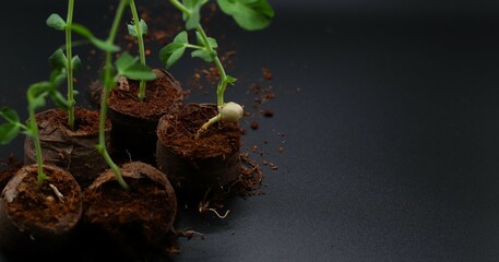 several young plants sprouting from brown soil pellets against dark background, pea growth....