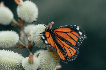 A monarch butterfly offers a glimpse of its iconic orange and black pattern as it graces a plant