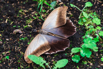A brown butterfly blends seamlessly into the earth, exemplifying nature's camouflage in the wild